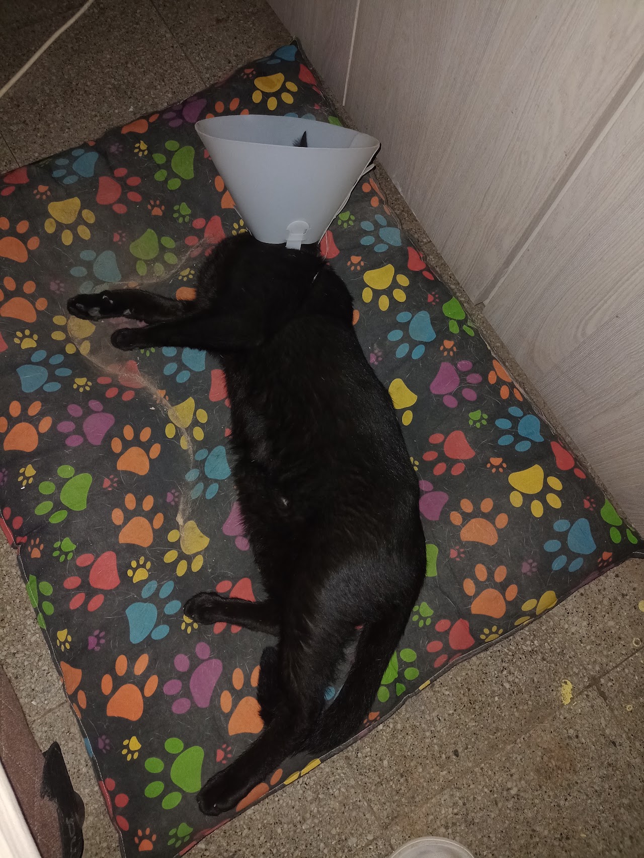 Recepción de Clinica Veterinaria NEAL en Resistencia