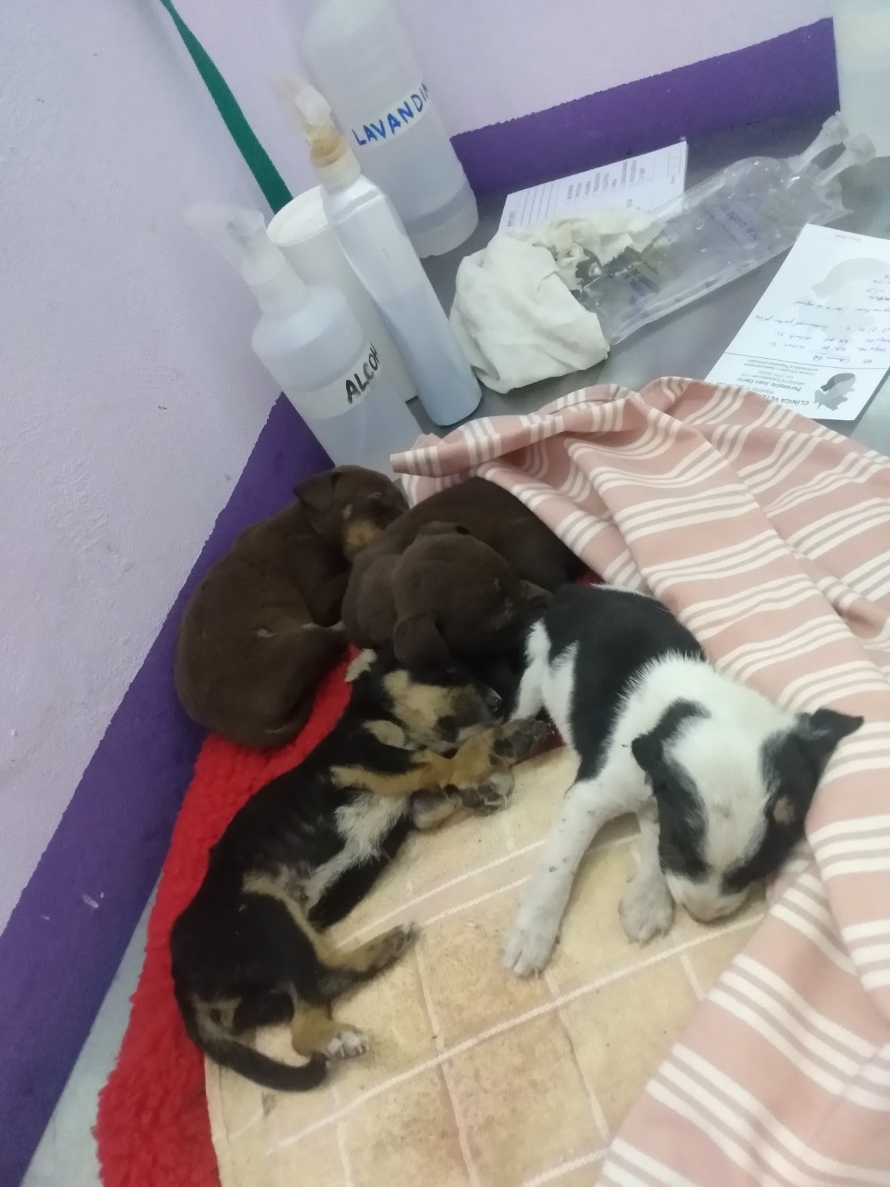 Cachorros atendidos en Clinica Veterinaria NEAL