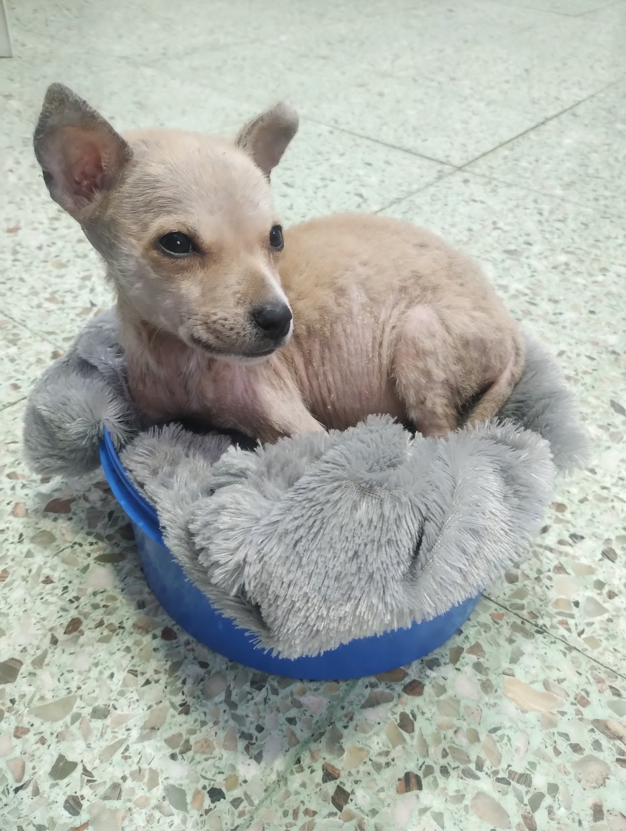 Paciente en recuperación en Clinica Veterinaria NEAL