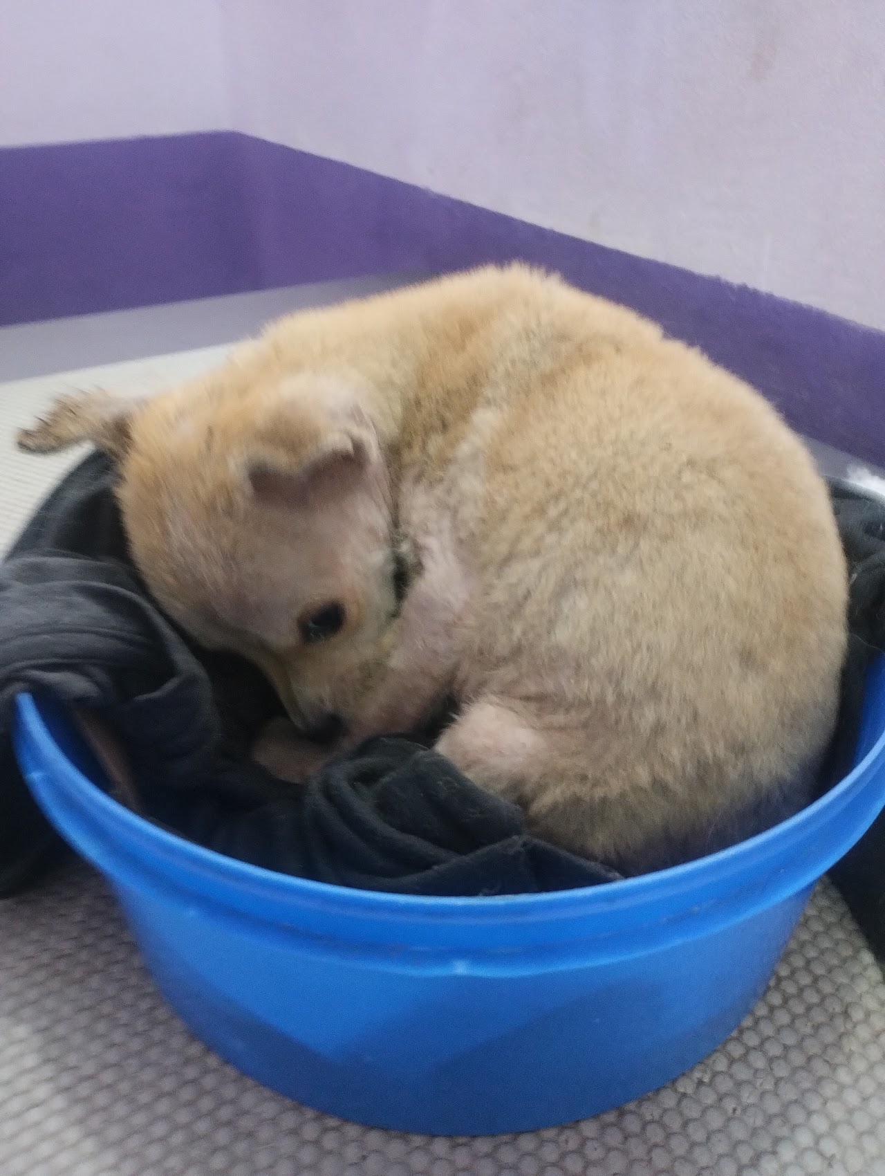 Paciente post-operatorio en Clinica Veterinaria NEAL